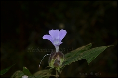 Barleria terminalis